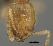 Image of <i>Carebara perpusilla</i>