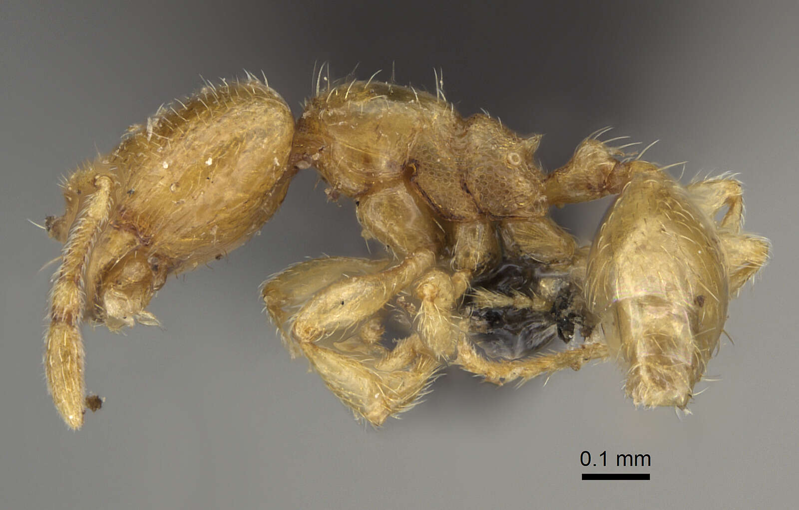 Image of <i>Carebara perpusilla</i>