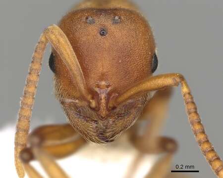 Image of Proceratium californicum Cook 1953