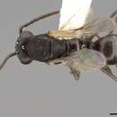 Image of Broad-headed Amazon ant