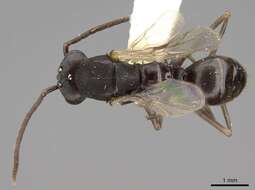 Image of Amazon Ants