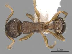 Image of Ant