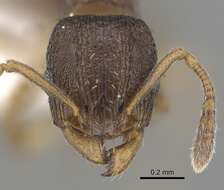 Image of Ant