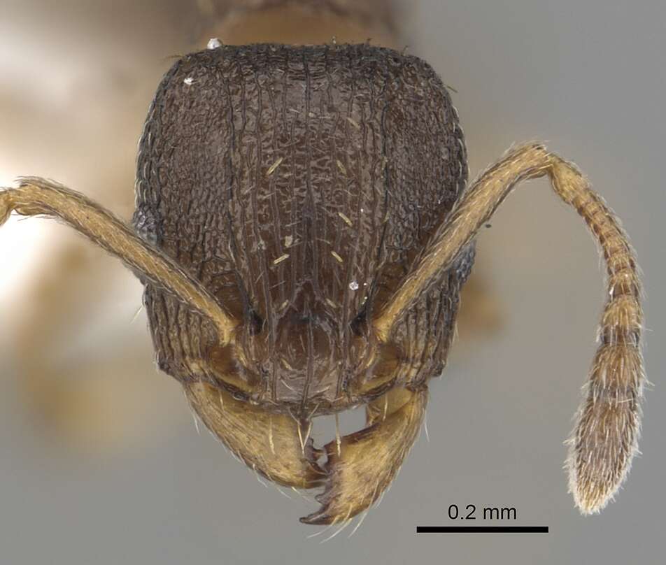 Image of Ant