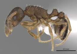Image of Ant