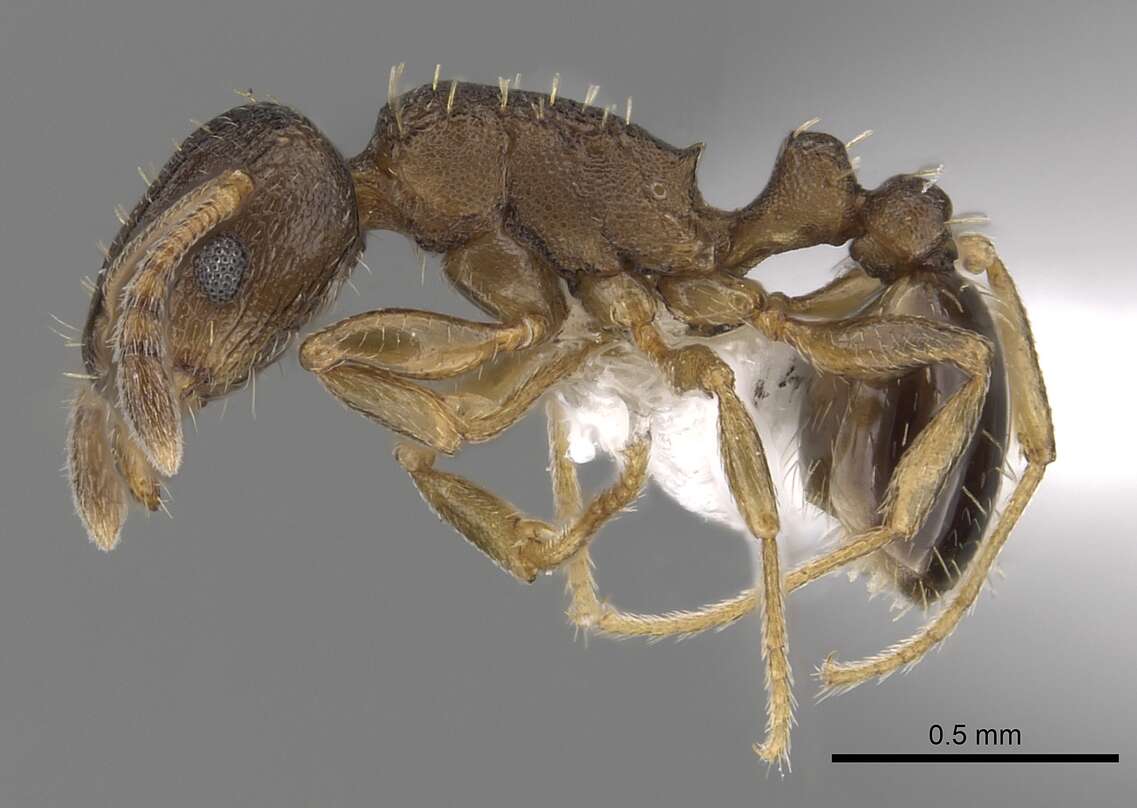 Image of Ant