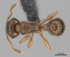 صورة Tetramorium frigidum Arnold 1926