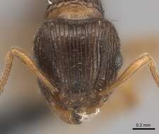 صورة Tetramorium frigidum Arnold 1926