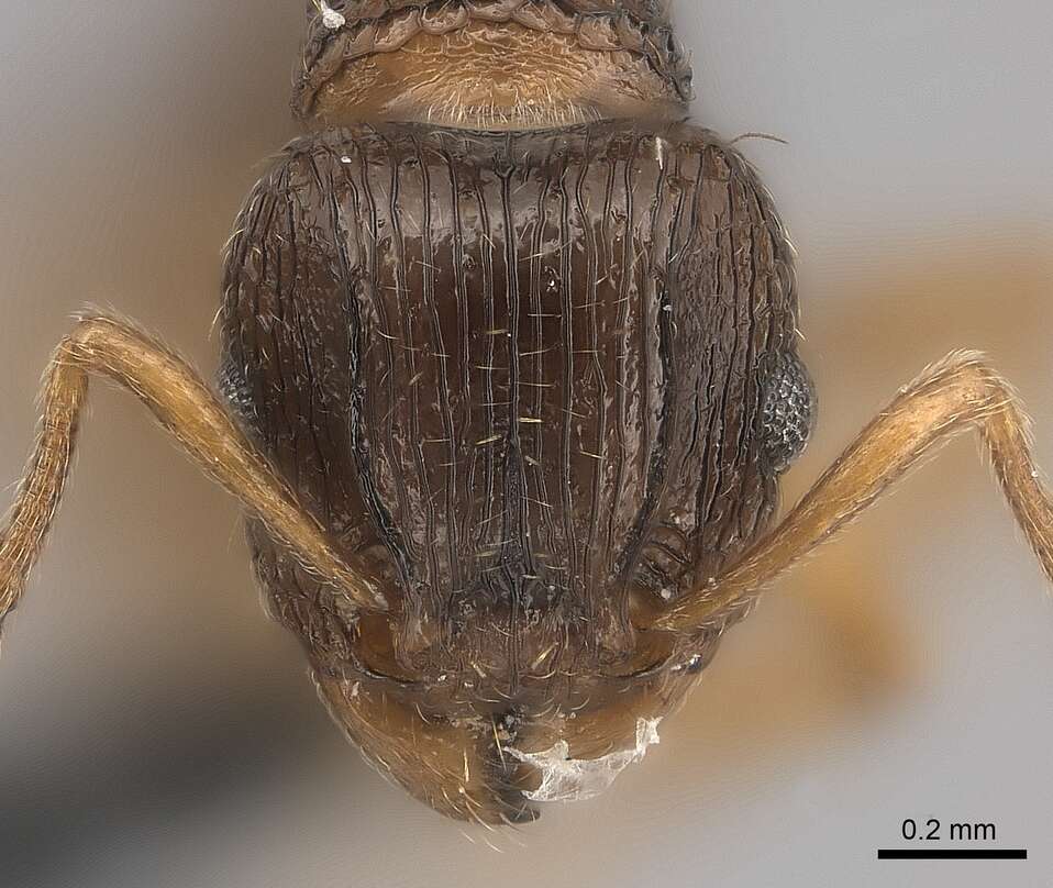 Image of Tetramorium frigidum Arnold 1926