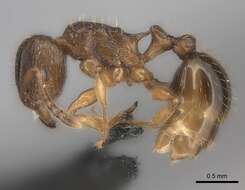 صورة Tetramorium frigidum Arnold 1926