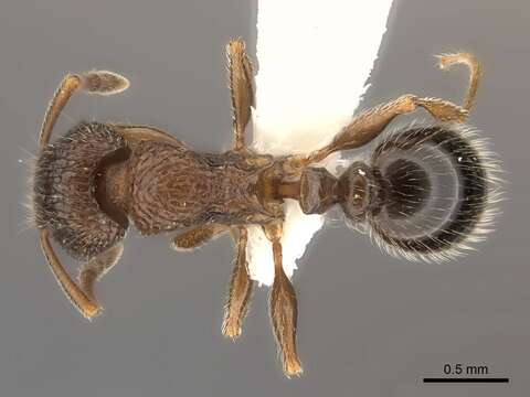 Image of <i>Tetramorium akermani</i> Arnold 1926