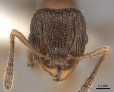 Image of Tetramorium akermani Arnold 1926