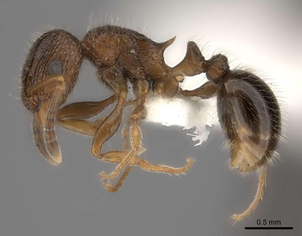 Image of Tetramorium akermani Arnold 1926