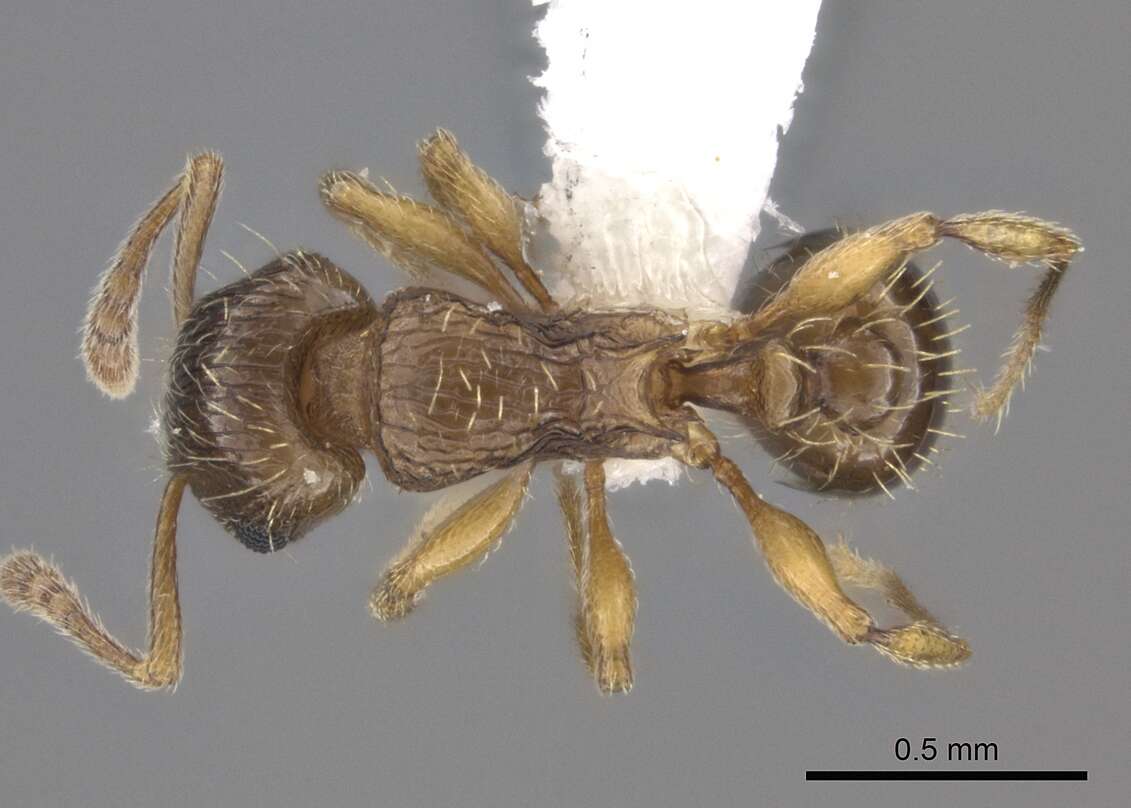 صورة Tetramorium frigidum Arnold 1926