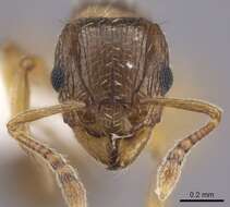 صورة Tetramorium frigidum Arnold 1926