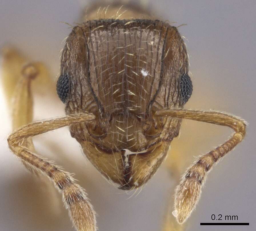 Image of Tetramorium frigidum Arnold 1926