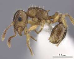 Image of Tetramorium frigidum Arnold 1926