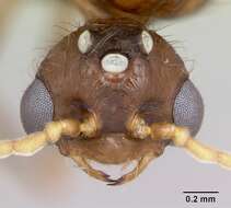 Image of Fire ant