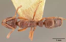 Image of Hypoponera sakalava (Forel 1891)