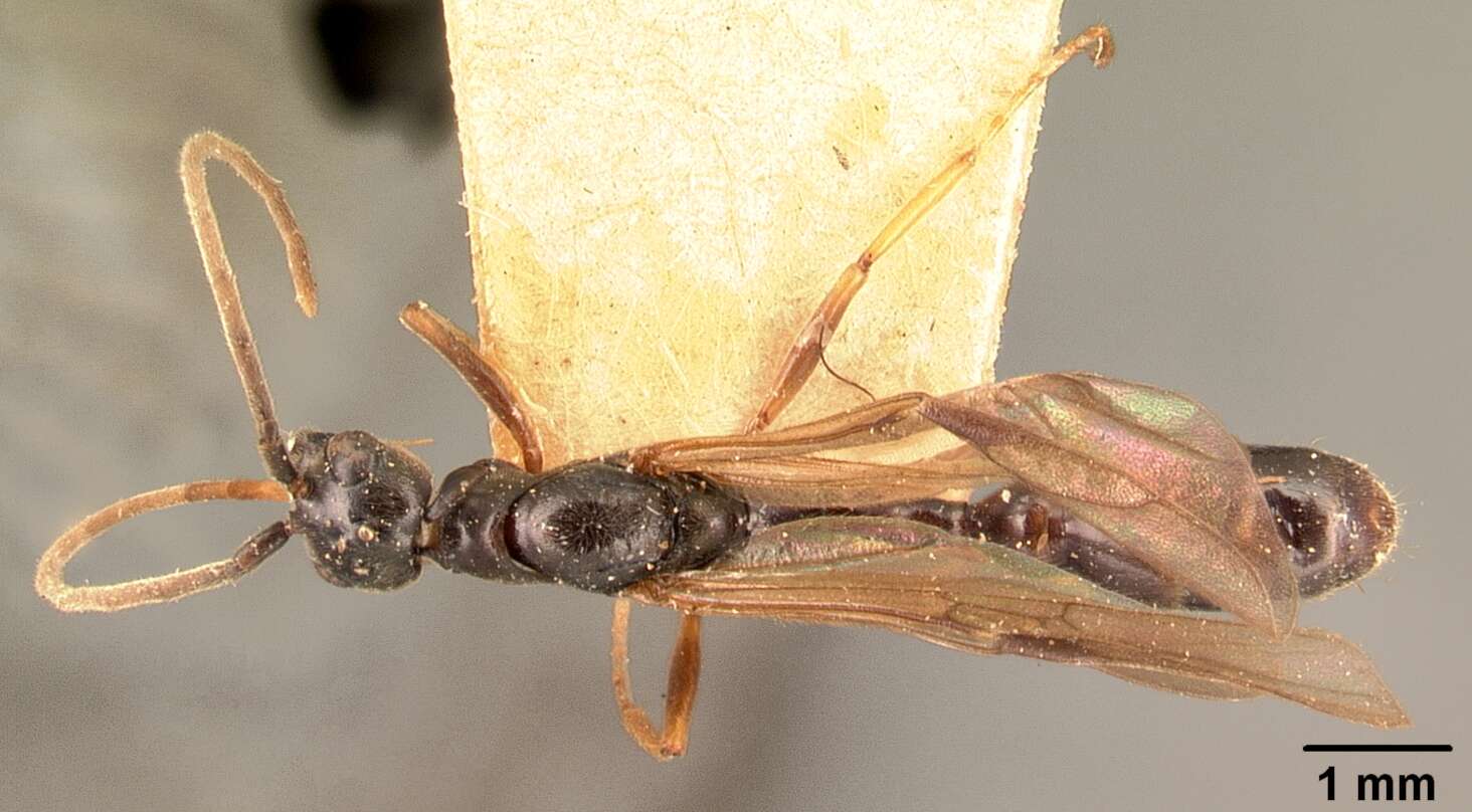 Image of Tetraponera grandidieri (Forel 1891)