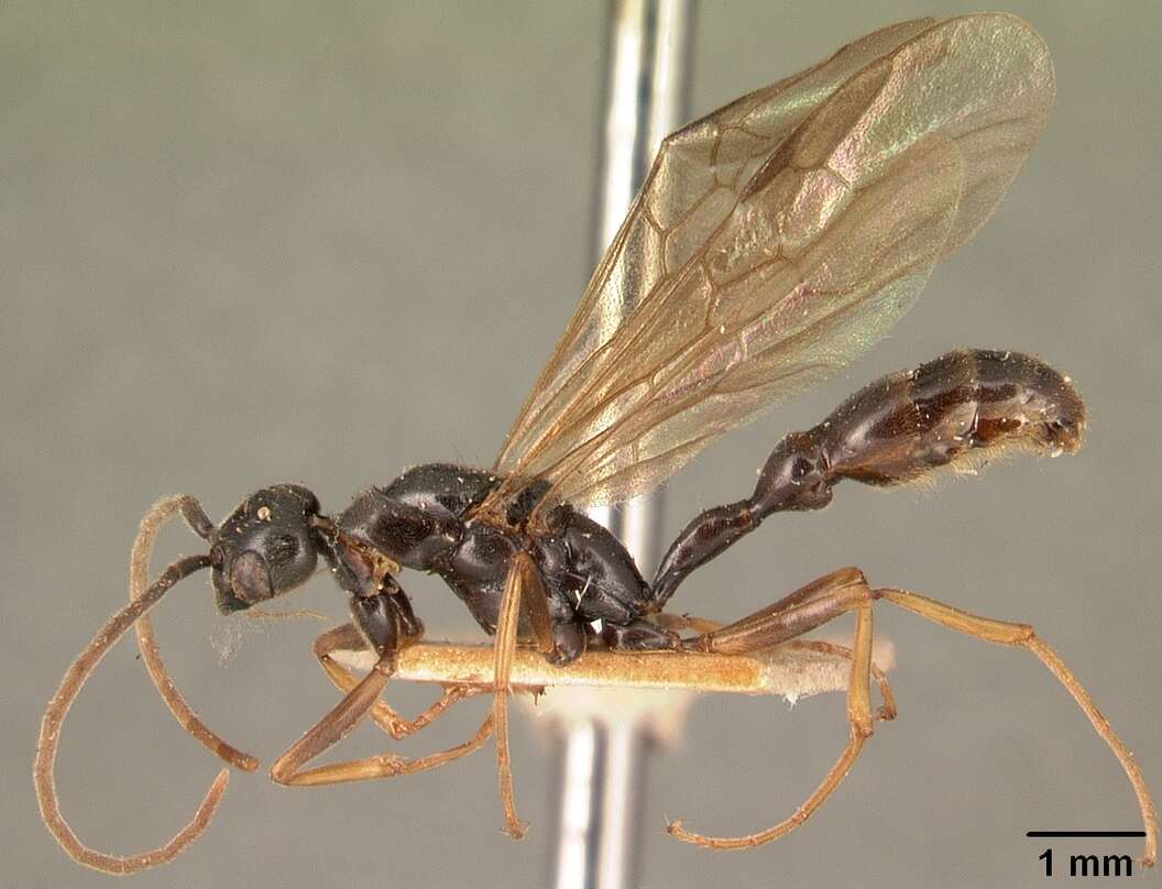 Image of Tetraponera grandidieri (Forel 1891)