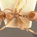 Image of Aphaenogaster friederichsi Forel 1918