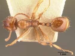 Image of Aphaenogaster friederichsi Forel 1918