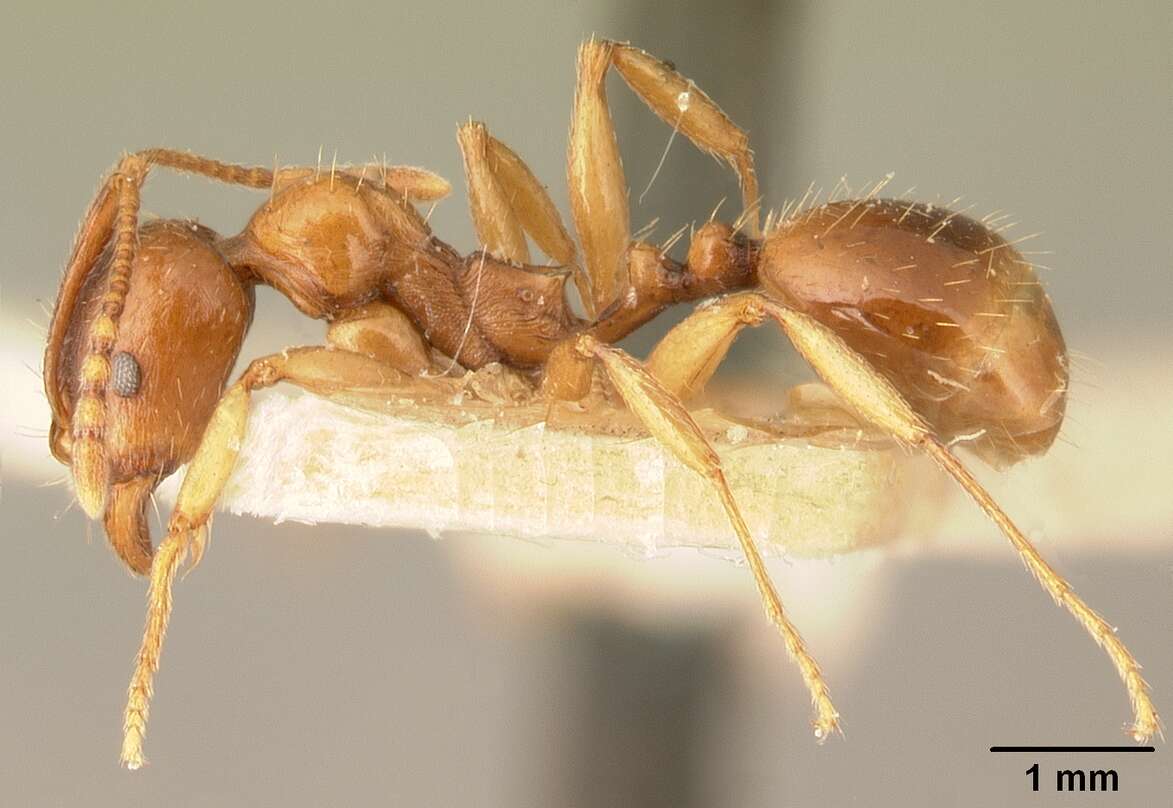 Image of Aphaenogaster friederichsi Forel 1918