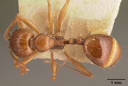 Image de Aphaenogaster friederichsi Forel 1918