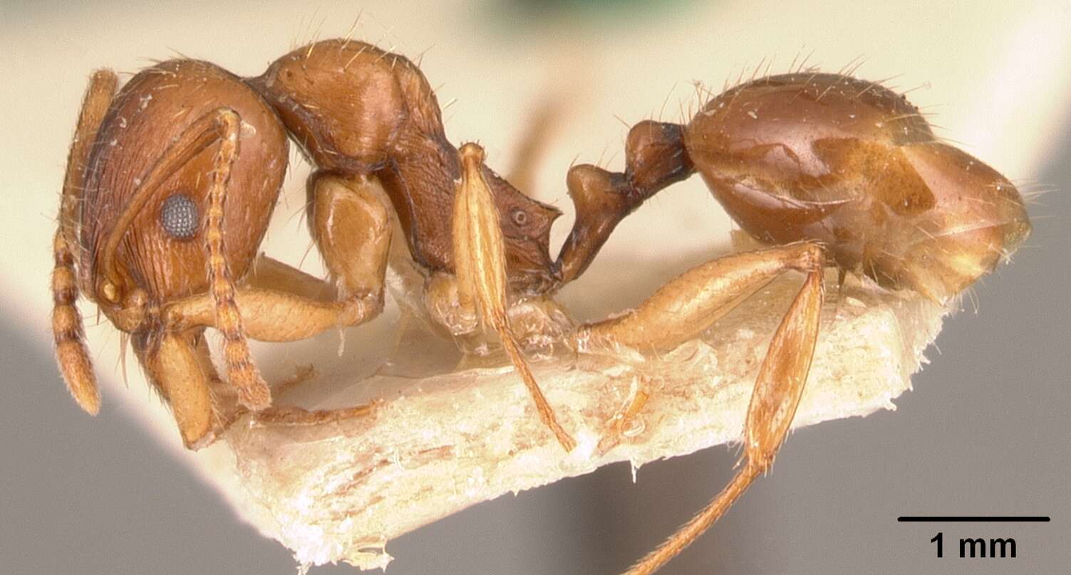 Image de Aphaenogaster friederichsi Forel 1918