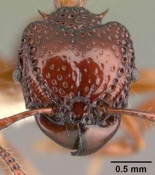 Image of Acanthomyrmex concavus Moffett 1986