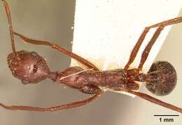 Image of Aphaenogaster swammerdami Forel 1886