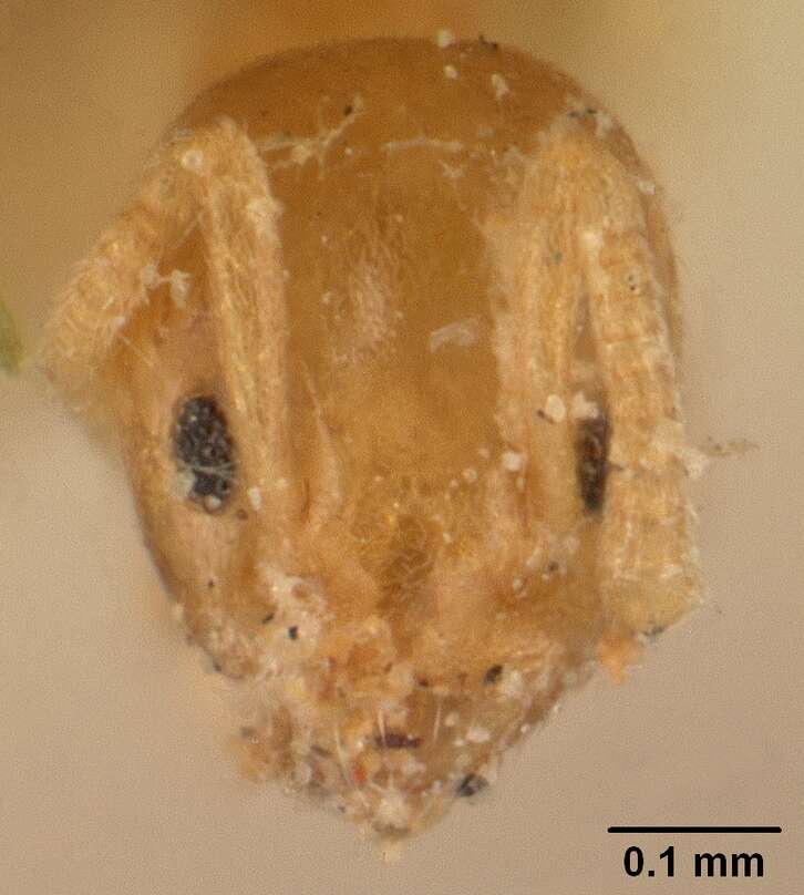 Image of Tapinoma subtile Santschi 1911