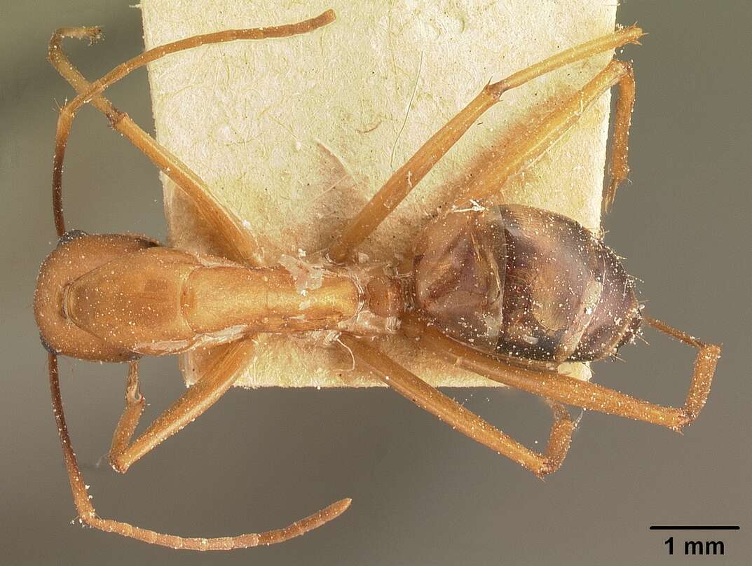 Image of Camponotus maculatus (Fabricius 1782)