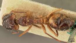 Image of Camponotus strangulatus