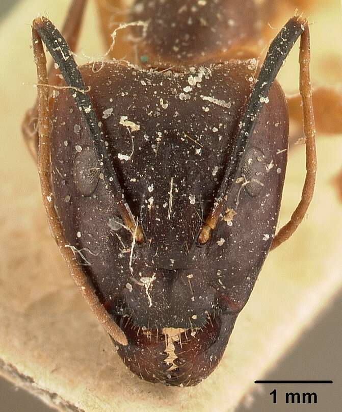 Image of Camponotus strangulatus