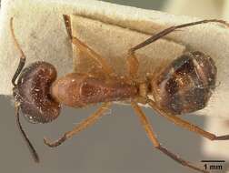 Image of Camponotus maculatus (Fabricius 1782)