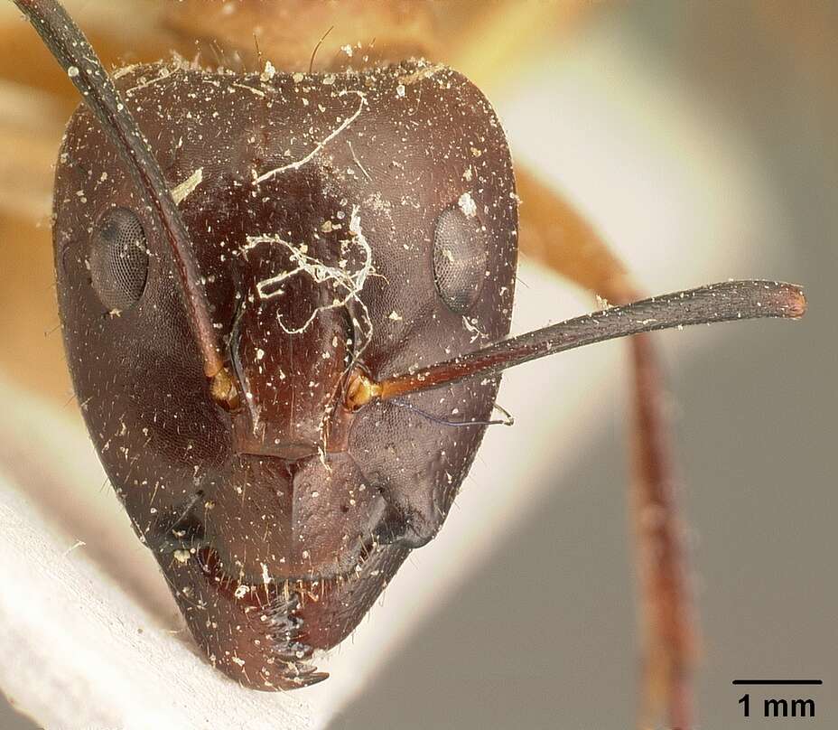 Image of Camponotus maculatus (Fabricius 1782)