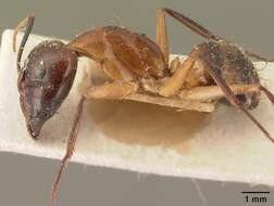 Image of Camponotus maculatus (Fabricius 1782)