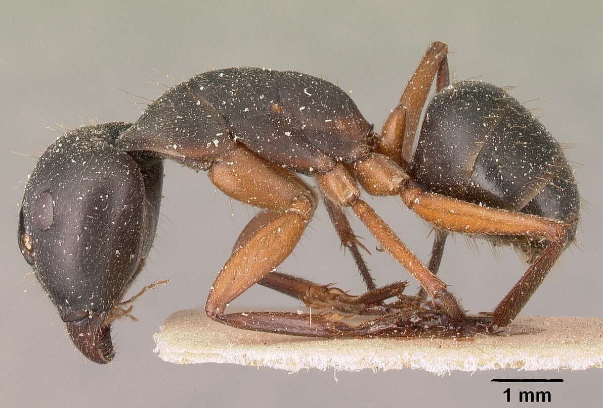 Image of Camponotus maculatus (Fabricius 1782)