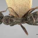 Image of Camponotus lubbocki Forel 1886