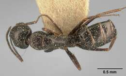 Image of Camponotus lubbocki Forel 1886