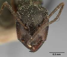 Image of Camponotus lubbocki Forel 1886