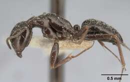 Image of Camponotus lubbocki Forel 1886