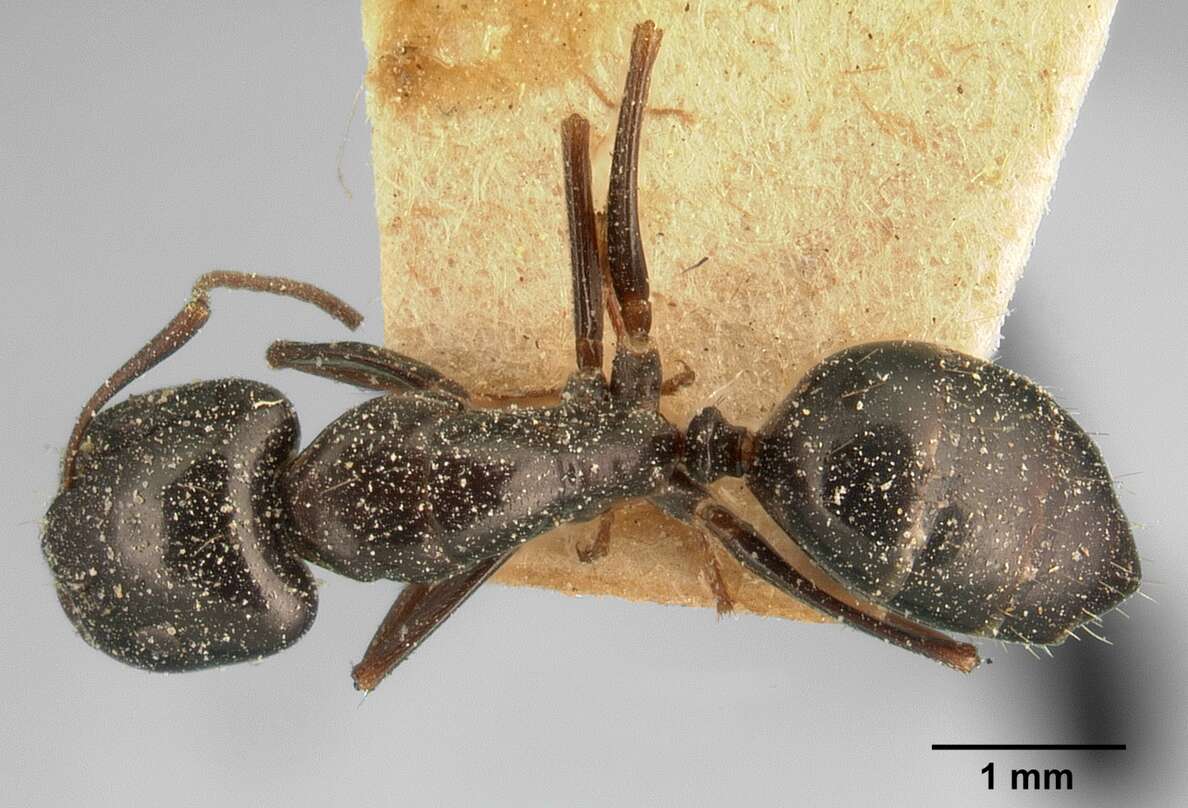 Image of Camponotus lubbocki Forel 1886