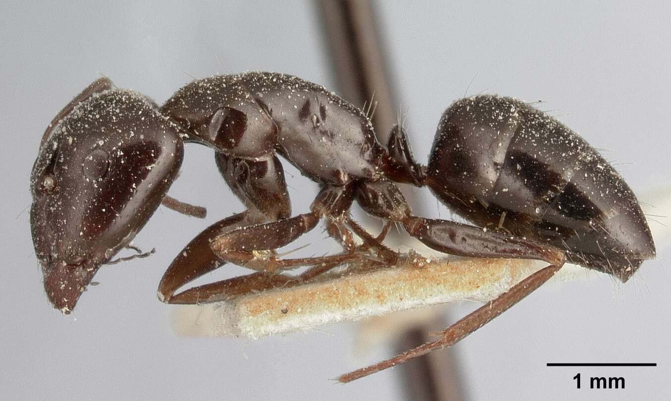 Image of Camponotus lubbocki Forel 1886