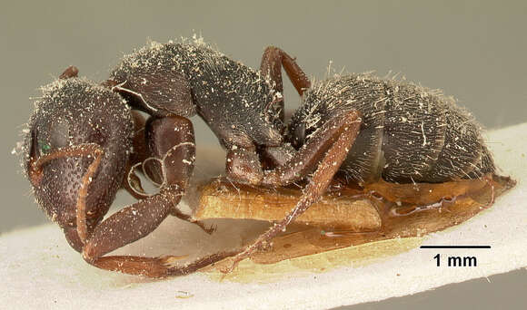 Image of Camponotus grandidieri Forel 1886