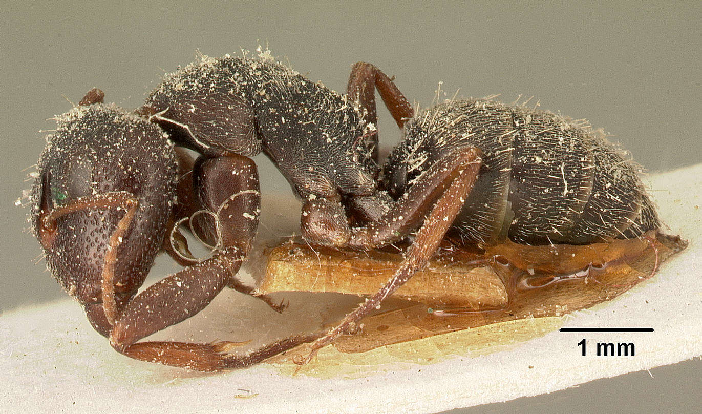 Plancia ëd Camponotus grandidieri Forel 1886