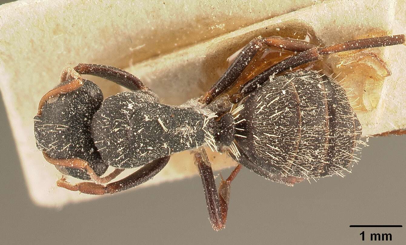 Plancia ëd Camponotus grandidieri Forel 1886