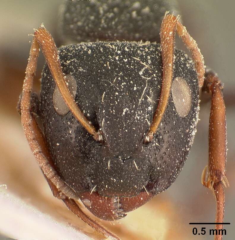 Plancia ëd Camponotus grandidieri Forel 1886